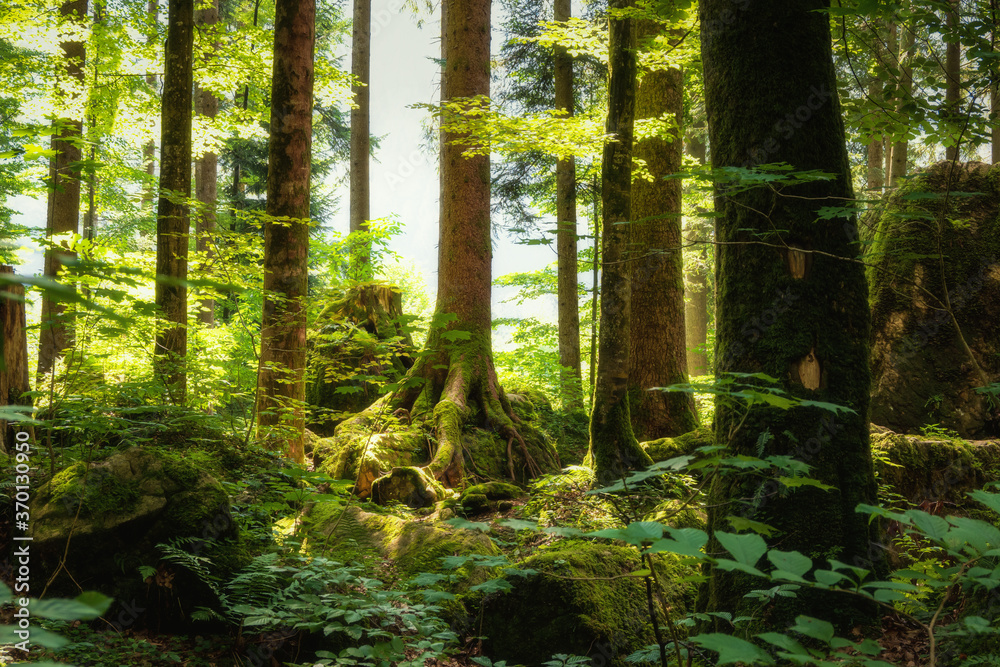 Fototapeta premium Märchenwald