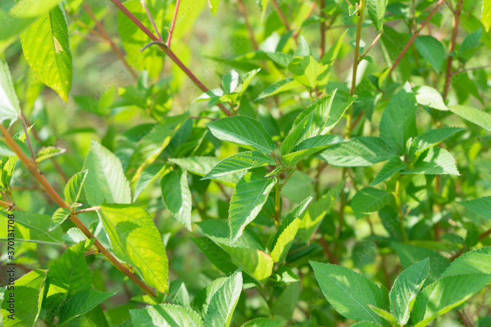 Fototapeta premium モロヘイヤ