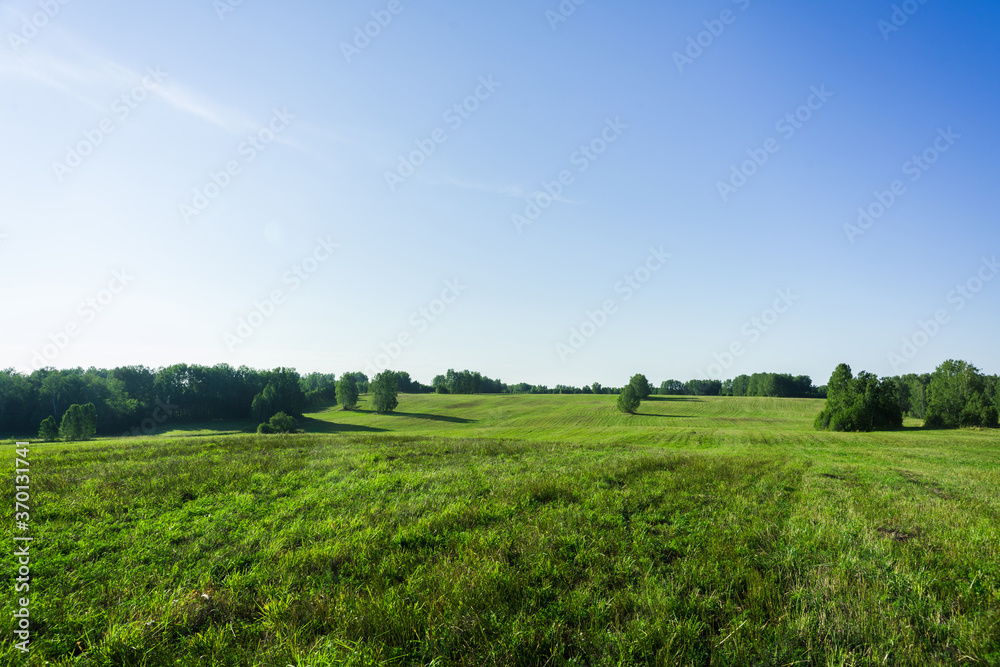 Obraz premium Green summer field. Summer landscape.