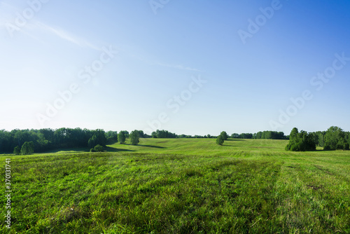 Green summer field. Summer landscape.