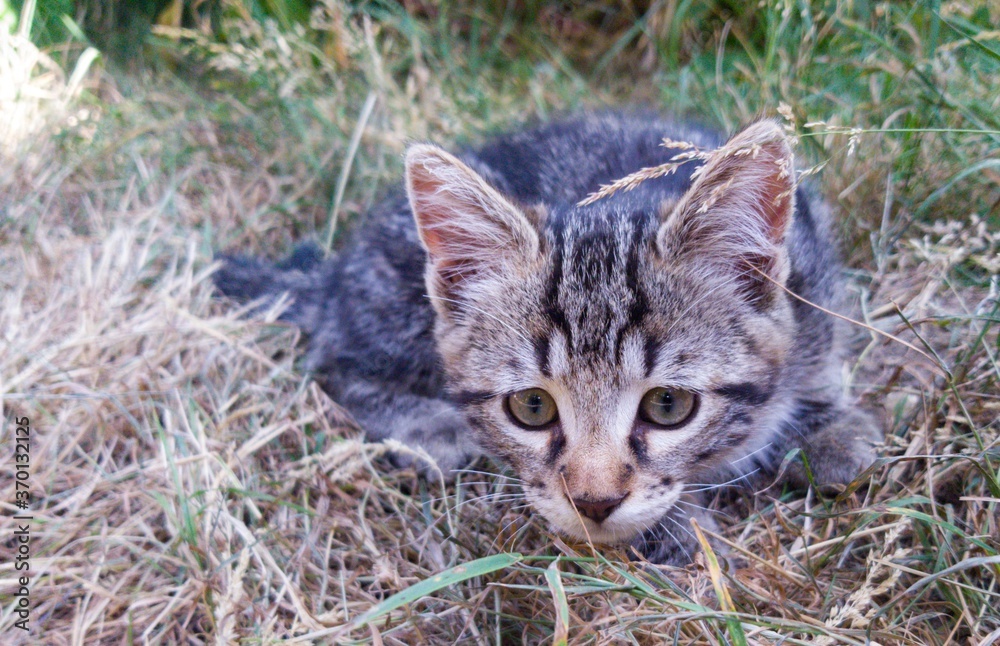 Naklejka premium cat on grass