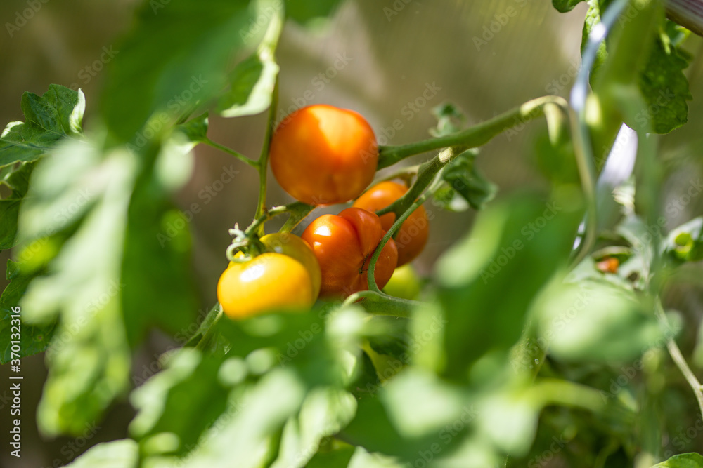 Rote und Gelbe Tomaten im Gewächshaus