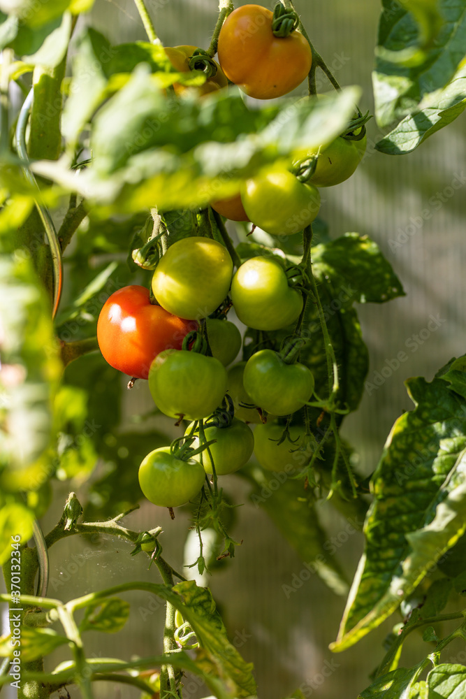 Eine Rote Tomate zwischen grünen Tomaten Eine Rote Tomate zwischen grünen Tomaten