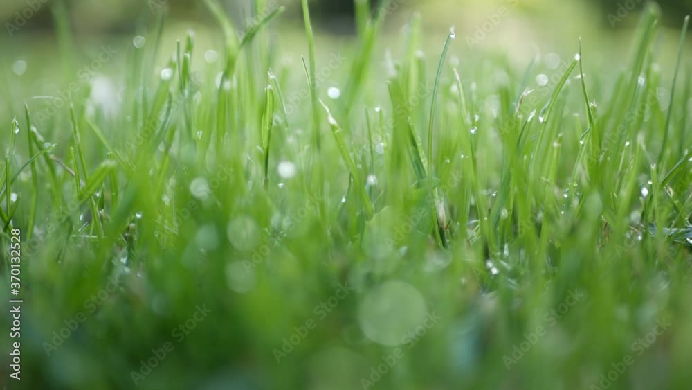 Close up dew drops on the grass, real time 4K panning Close up dew drops on the grass, real time 4K panning