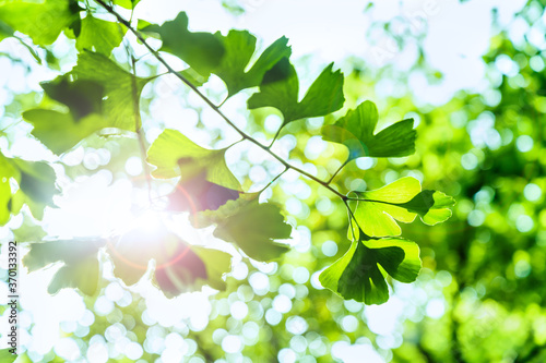 太陽の光が当たる新緑の木