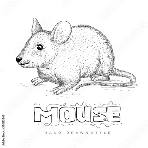 mouse vector in hand drawn style. realistic animal illustrations