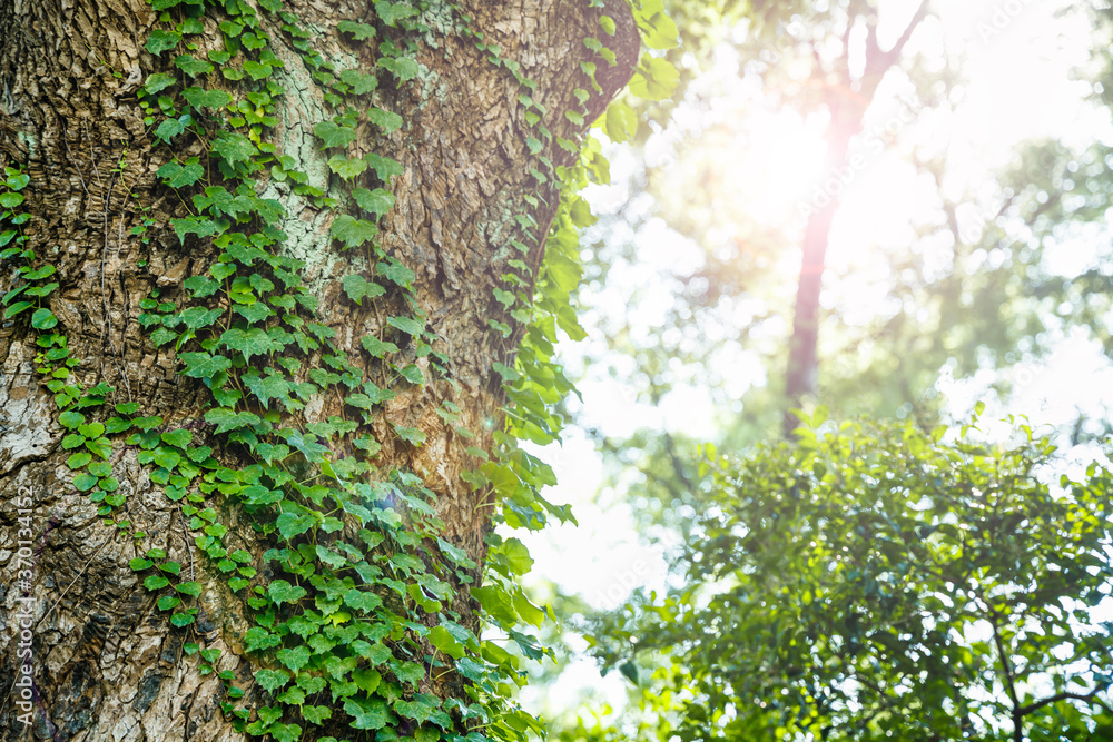 Fototapeta premium 太陽の光が当たる新緑の葉