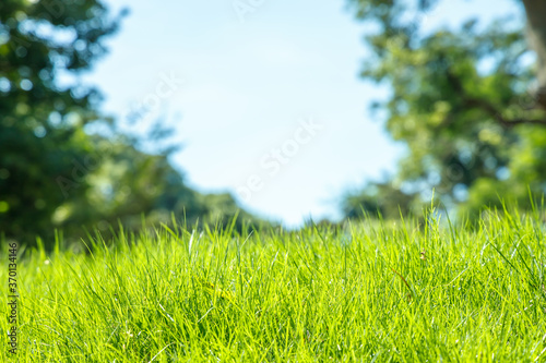 Fototapeta Naklejka Na Ścianę i Meble -  新緑が綺麗な瑞々しい草