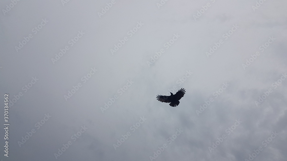 Fototapeta premium butterfly in the water