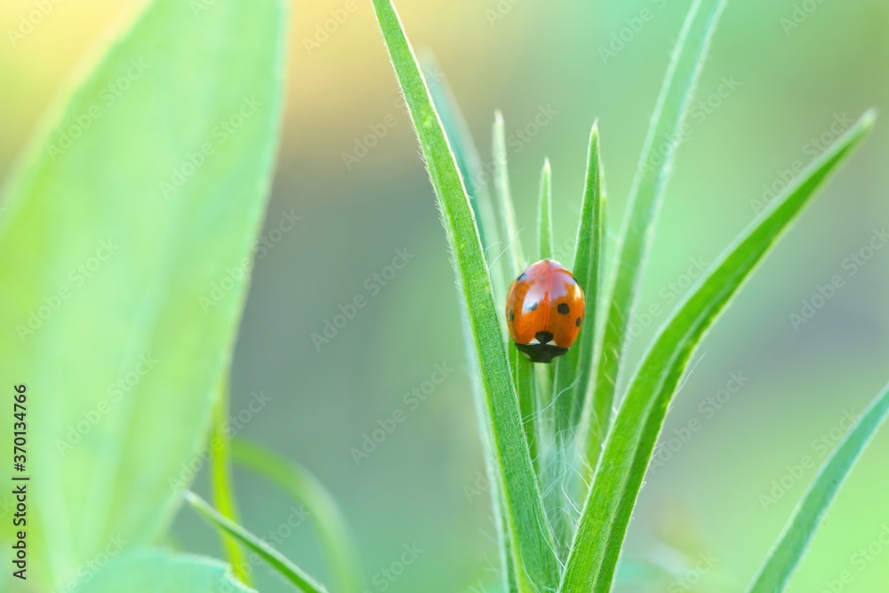 Little red ladybug on green plant, Coccinellidae Little red ladybug on green plant, Coccinellidae