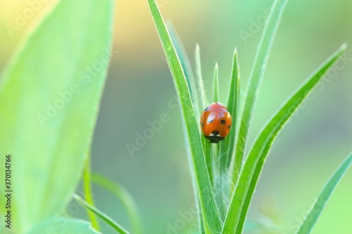 Little red ladybug on green plant, Coccinellidae