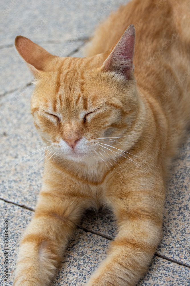 Gato risueño Gato risueño