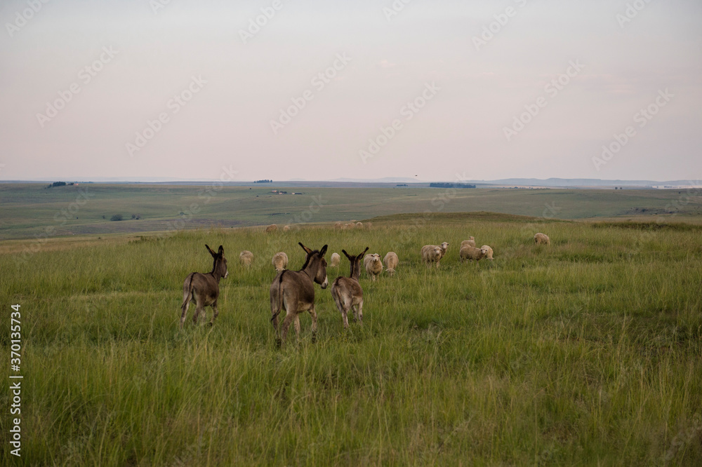 A farm where people hike in the Free State in South Africa A farm where people hike in the Free State in South Africa