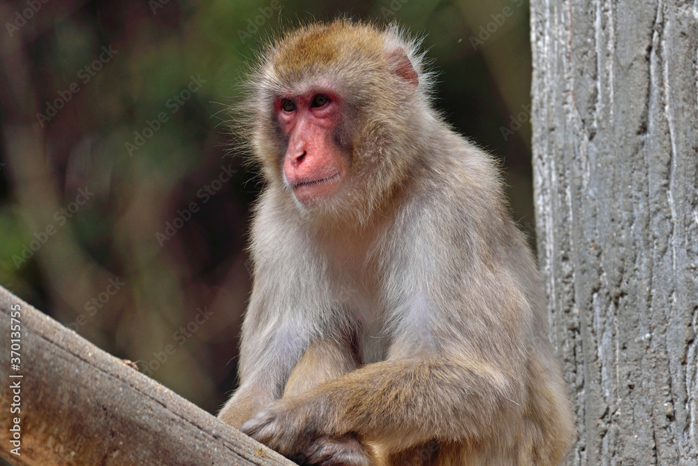 福岡市動物園「ニホンザル」 福岡市動物園「ニホンザル」