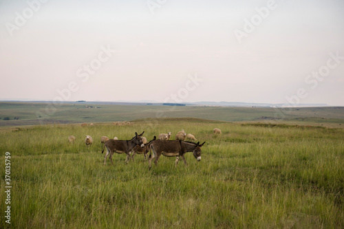 A farm where people hike in the Free State in South Africa