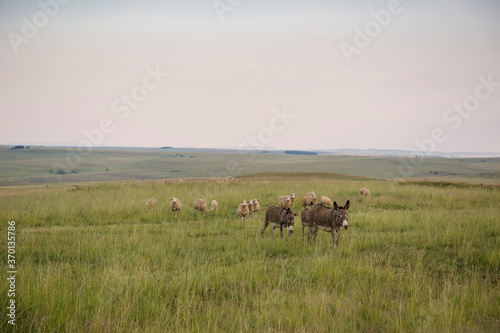 A farm where people hike in the Free State in South Africa