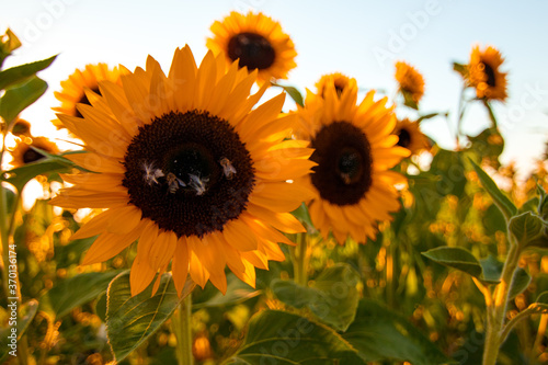 Sonnenblume  Sonnenblumen Feld  Sun Flotter