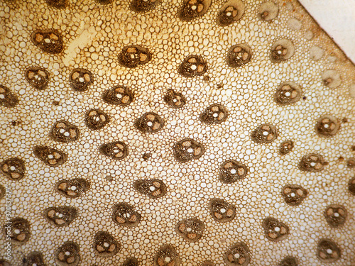 MIcrophotography of cross section of a petiole of palm Chamaerops sp.