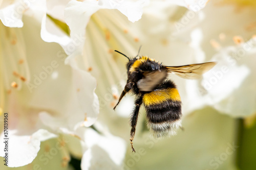 A cute bumblebee approaching a flower