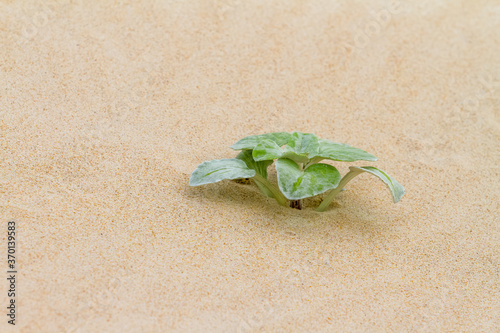 Single Sea Spinach shrub on the beach