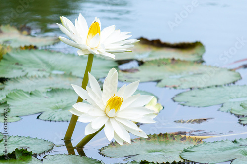 Yellow White Lotus flower Nymphaea lotus or water-lily, family Nymphaeaceae