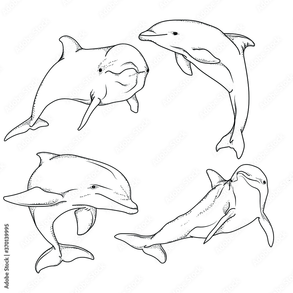 artwork illustration black and white hand drawn dolphin pose bundle set ...