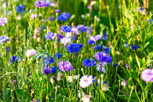 Kornblumen im Feld, Blumenwiese, Bienenweide