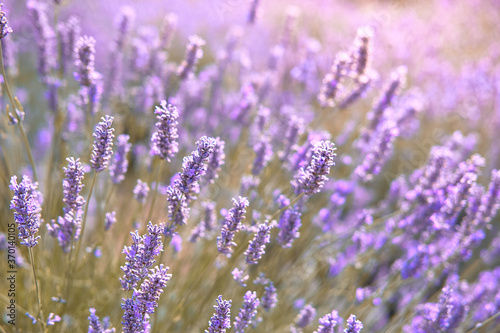 Close-up on mountain lavender on Hvar in Croatia