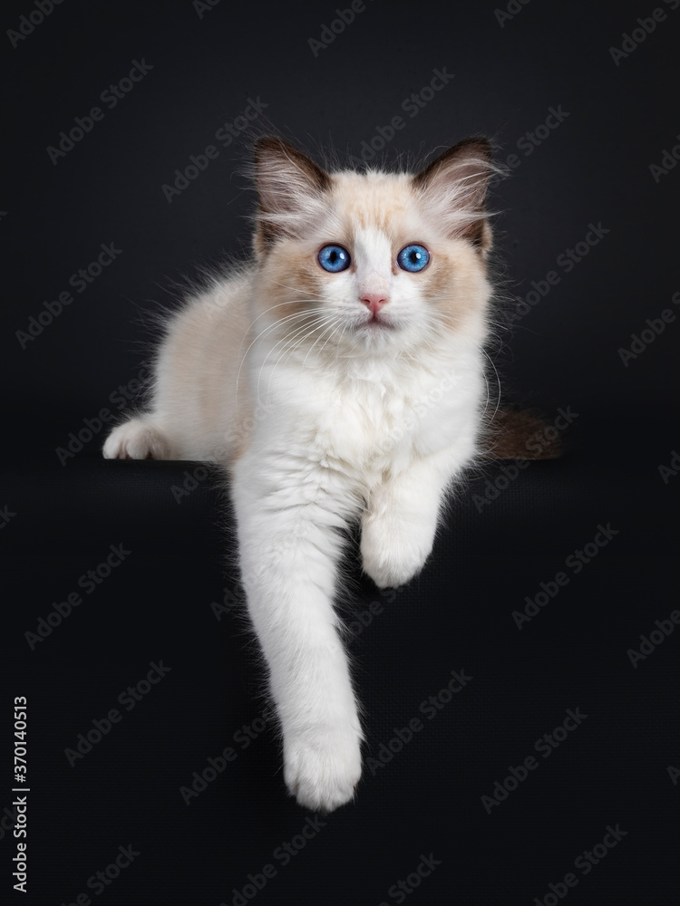 Impressive seal bicolor Ragdoll cat kitten, laying down with front paws hanging over edge. Looking at camera with mesmerising blue eyes. isolated on black background.