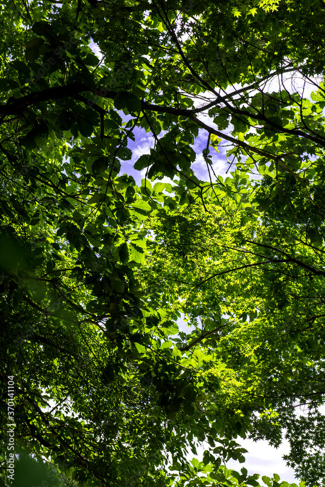 Wonderful forest and blue sky. Wonderful forest and blue sky.