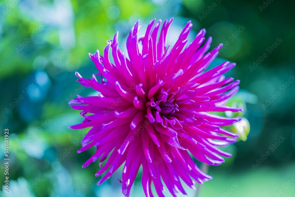 Gorgeous close up view of pink dahlia  flower isolated on green background. Beautiful nature backgrounds.