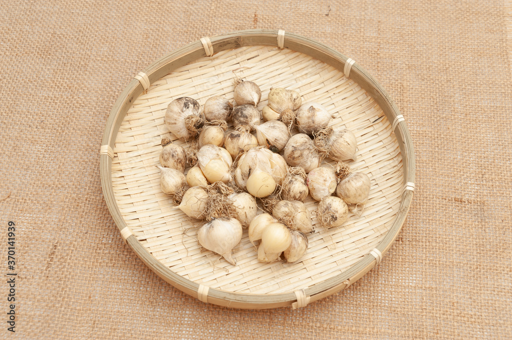Organic garlic (Allium sativum) in woven bamboo basket. Isolated on jute fabric. Organic garlic (Allium sativum) in woven bamboo basket. Isolated on jute fabric.