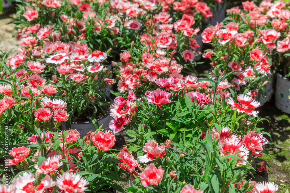 Flowered pink and red carnations