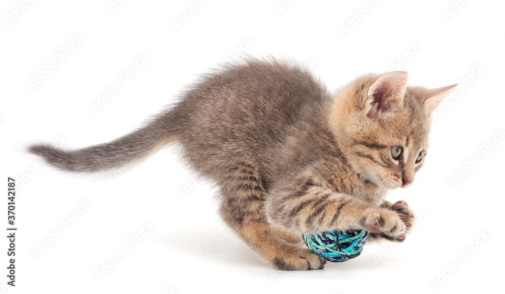 Obraz premium Little kitten playing with a ball of yarn.