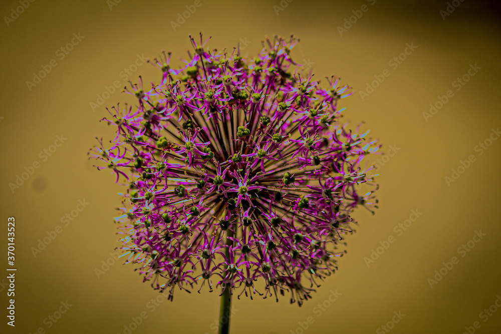 purple flower background