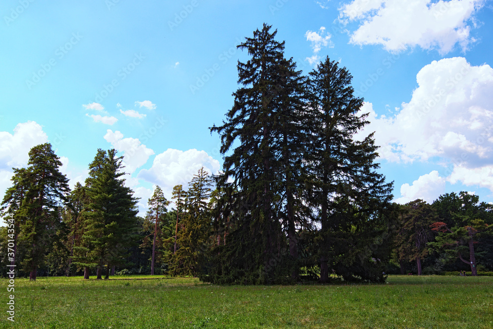 Picturesque nature landscape view of Large Lawn with trees against blu sky. It is one of the most famous places in the Arboretum Alexandria in Bila Tserkva, Ukraine. Concept of landscape and nature Picturesque nature landscape view of Large Lawn with trees against blu sky. It is one of the most famous places in the Arboretum Alexandria in Bila Tserkva, Ukraine. Concept of landscape and nature