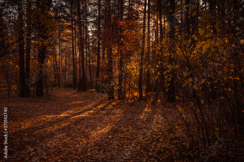 autumn forest road © Evgenii Ryzhenkov