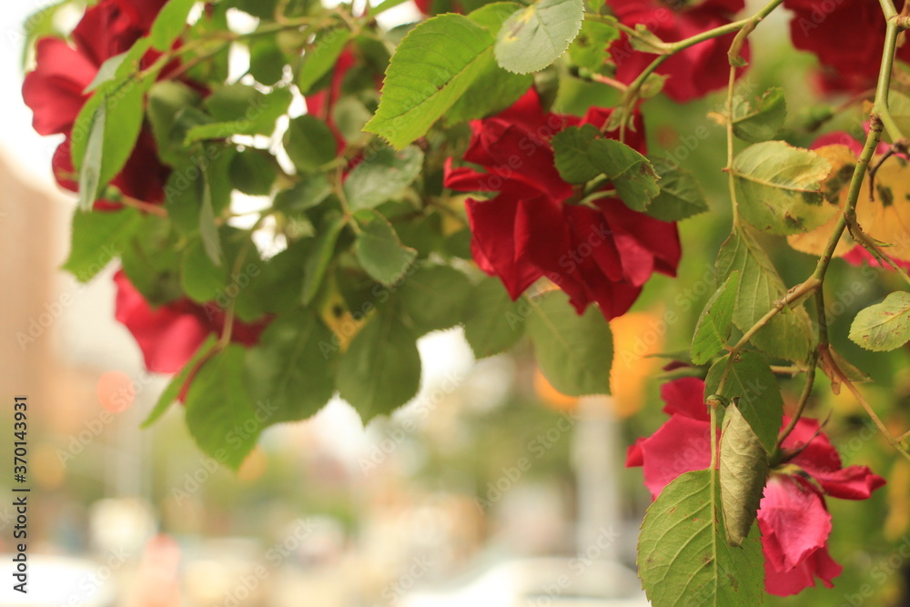 red flower