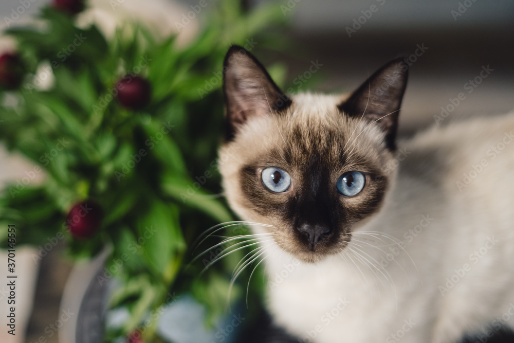 Portrait lovely Siamese cat with spring peonies indoors. Charming aroma of flowers
