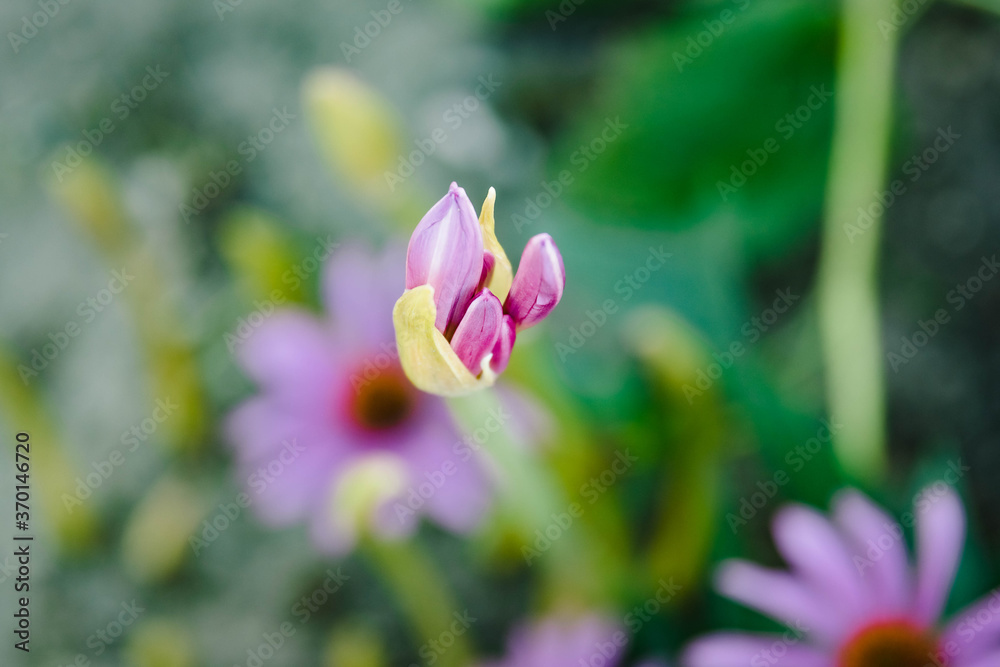Obraz premium a Surprise Lily blooms opening in the morning light
