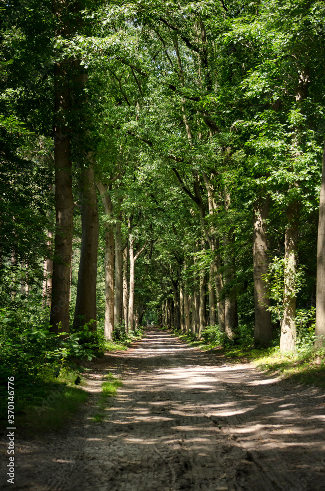 Long and straight, seemingly enless, dirt road throught a deciduous forest near Ellburg, The Netherlands Long and straight, seemingly enless, dirt road throught a deciduous forest near Ellburg, The Netherlands
