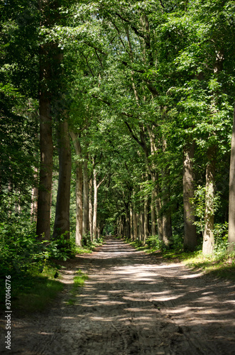 Long and straight, seemingly enless, dirt road throught a deciduous forest near Ellburg, The Netherlands