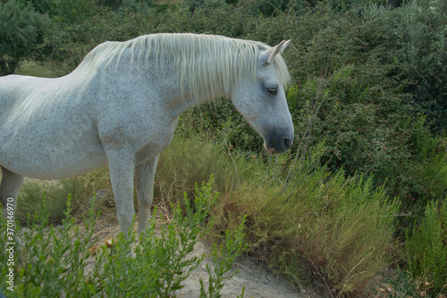 zwierze koń biały drzewa zieleń trawa lato natura