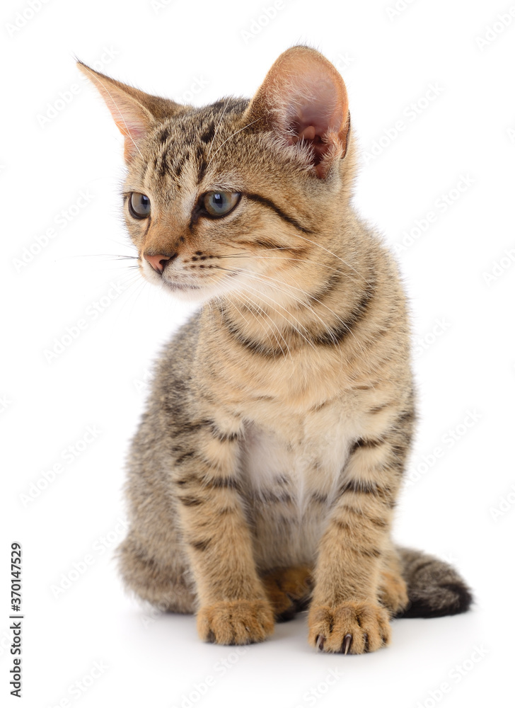Obraz premium Kitten on white background.