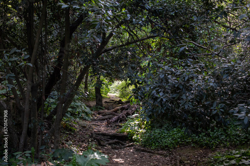 Fototapeta Naklejka Na Ścianę i Meble -  Buskett trees in Malta
