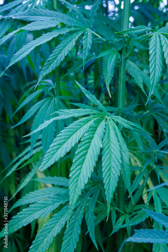 Cannabis Marijuana Plant at Outdoor Hemp Farm Field. Legal Or Illegal Drug Used For Medical Or Recreational Purposes.