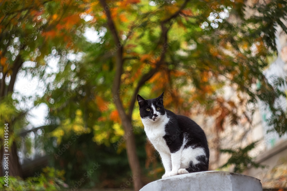 Portrait of a black cat with white spots on a blurred background, beautiful bokeh. Cute cat in its natural habitat in the fall.