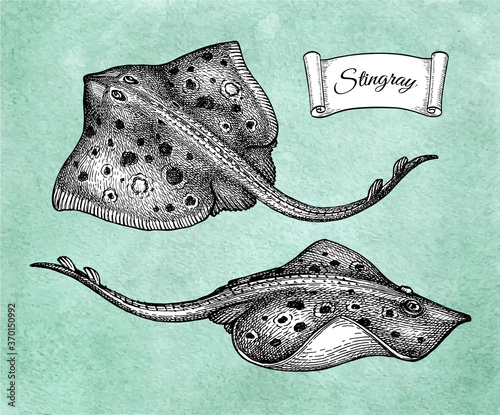 Ink sketch of stingray.