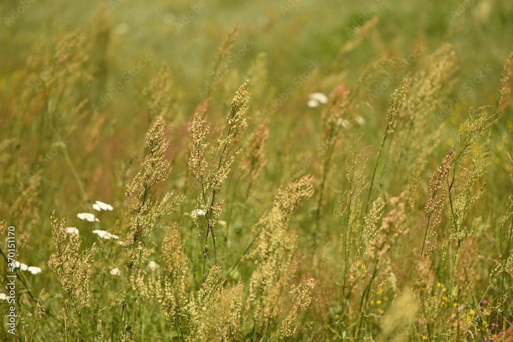 green meadow, flower vegetation