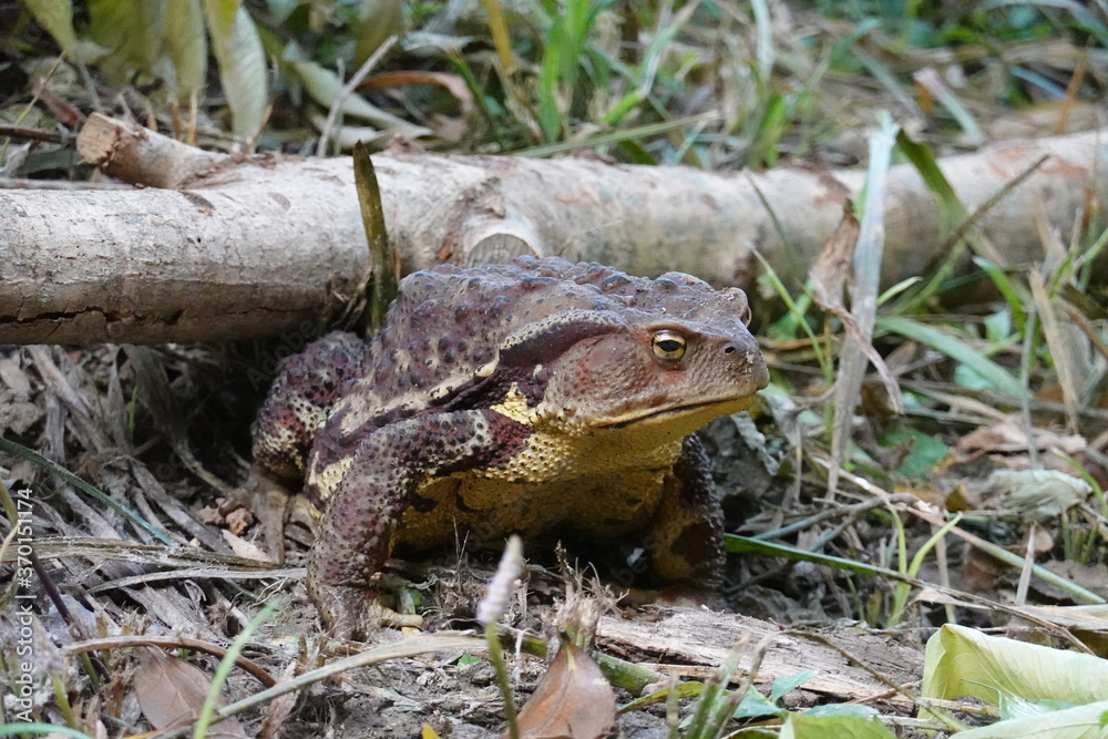 Fototapeta premium ニホンヒキガエル